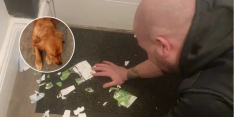Newcastle-fan ten einde raad: hond eet finaletickets League Cup op
