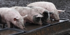 Braziliaan eindigt als varkensvoer na gruweldood
